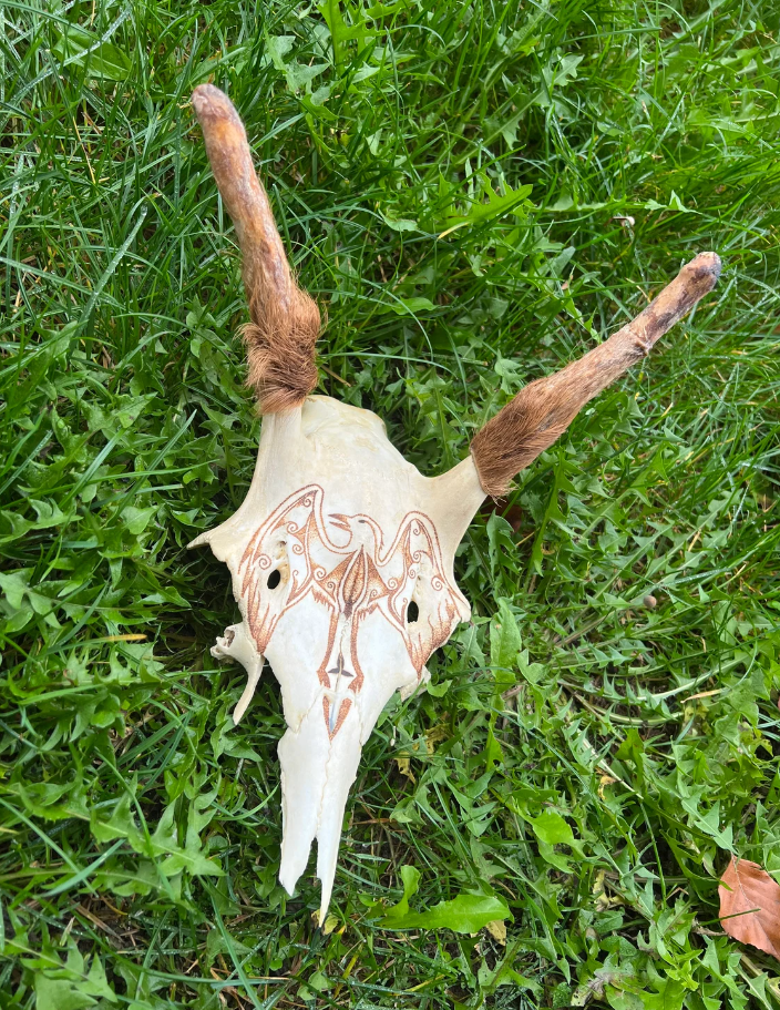 Rehbockschädel | Rabe