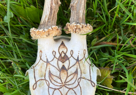 Rehbockschädel | Mandala