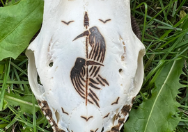 Rehbockschädel | Hugin & Munin