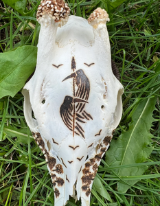 Rehbockschädel | Hugin & Munin
