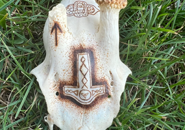 Rehbockschädel | Mjölnir