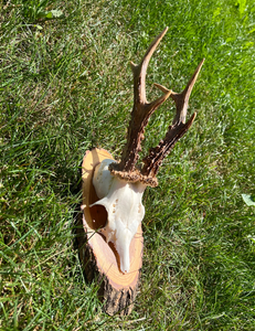 Rehbockschädel | Natur Ungebrannt